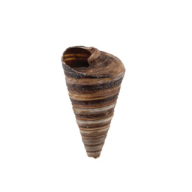 "Zlatka" Ракушки декор. DRF-022 5 шт Telescopium Asstd "Атекс" г. Пермь