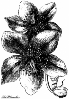 "La Blanche" Штамп полимерный Delicate flowers, размер 9x6,5 см, упаковка 1 шт LB1151 СК "Атекс" г. Пермь