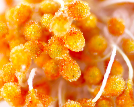 Тычинки "К" 2-сторон сахарн. свечка" d 5мм (85-100-150 нит) "Атекс" г. Пермь