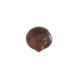 "Zlatka" Ракушки декор. DRF-028 20 шт Brown Cockles "Атекс" г. Пермь