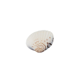 "Zlatka" Ракушки декор. DRF-027 20 шт Venus Clam "Атекс" г. Пермь