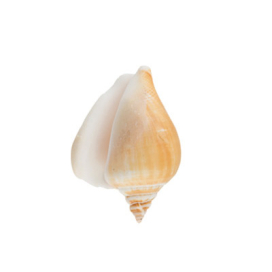 "Zlatka" Ракушки декор. DRF-017 3 шт Strombus Canarium "Атекс" г. Пермь
